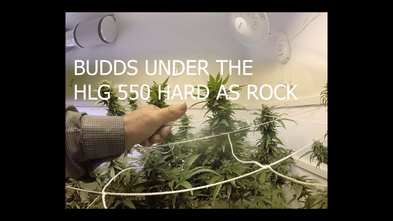 CHOP CHOP DAY 8 Weeks in! Baboon Cookies Bred by Astral Flower Genetics