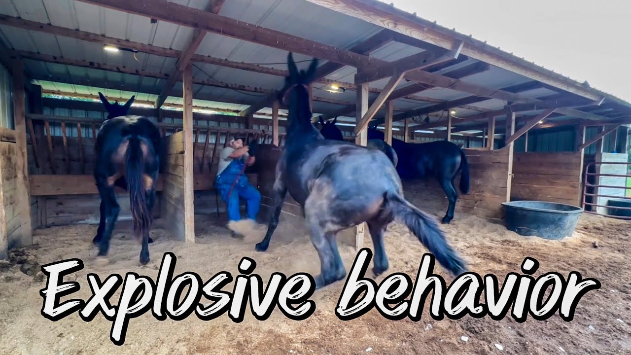 Hard to handle mules and horses!! Picking up feet and leading… #132