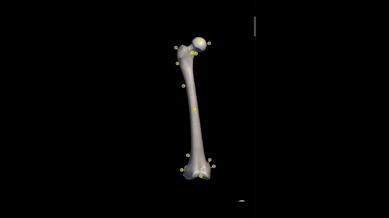Lower limb focus on femur || Anatomy