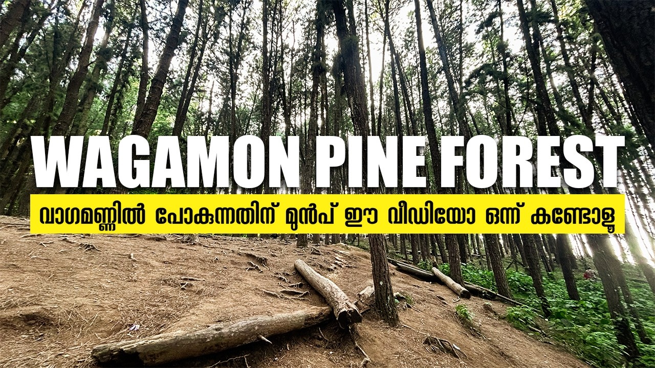 PINE VALLEY - WAGAMON | വാഗമണ്ണിന്റെ സ്വന്തം പൈൻ കാട്