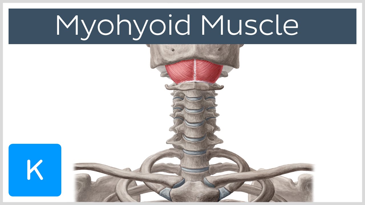 Mylohyoid Muscle - Attachments & Function - Human Anatomy |&nbsp;Kenhub