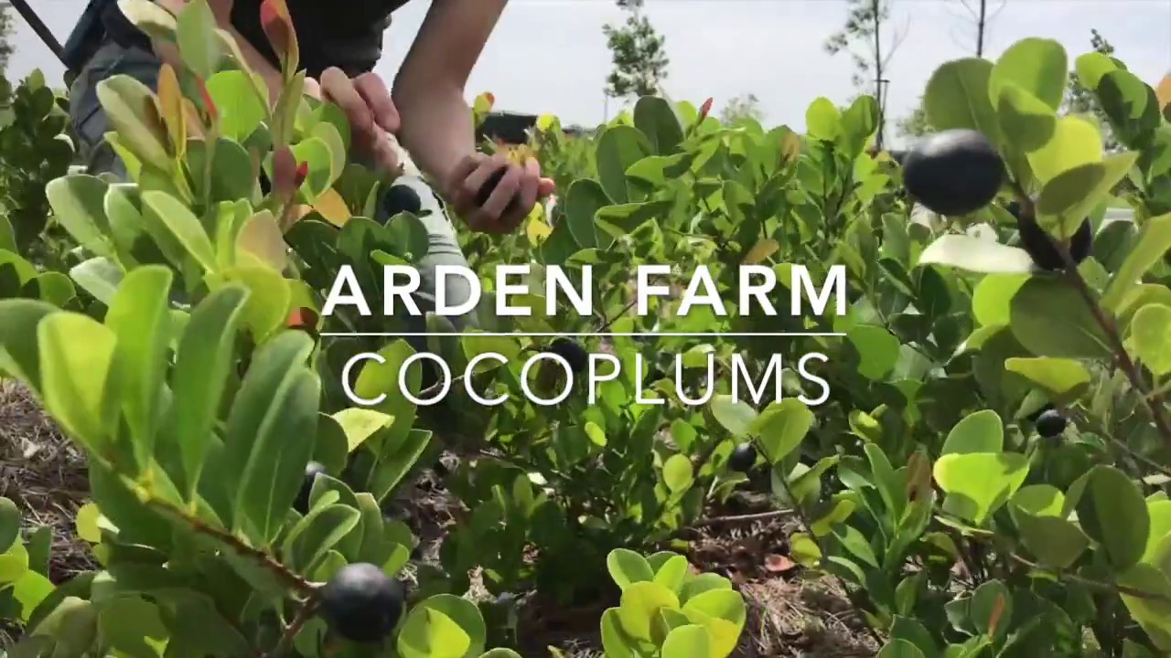 Cocoplums