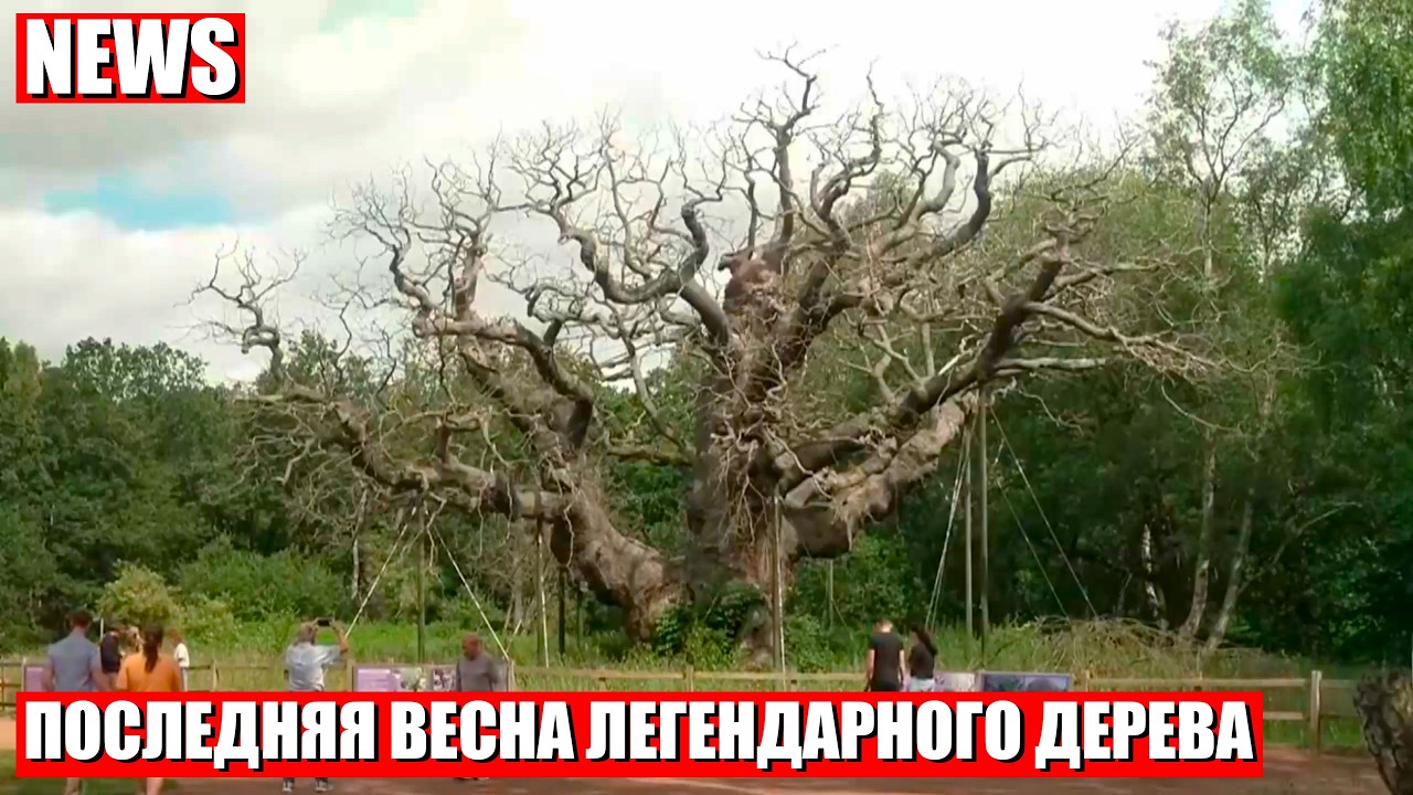 Дуб, хранивший легенду о Робин Гуде, засох в Великобритании
