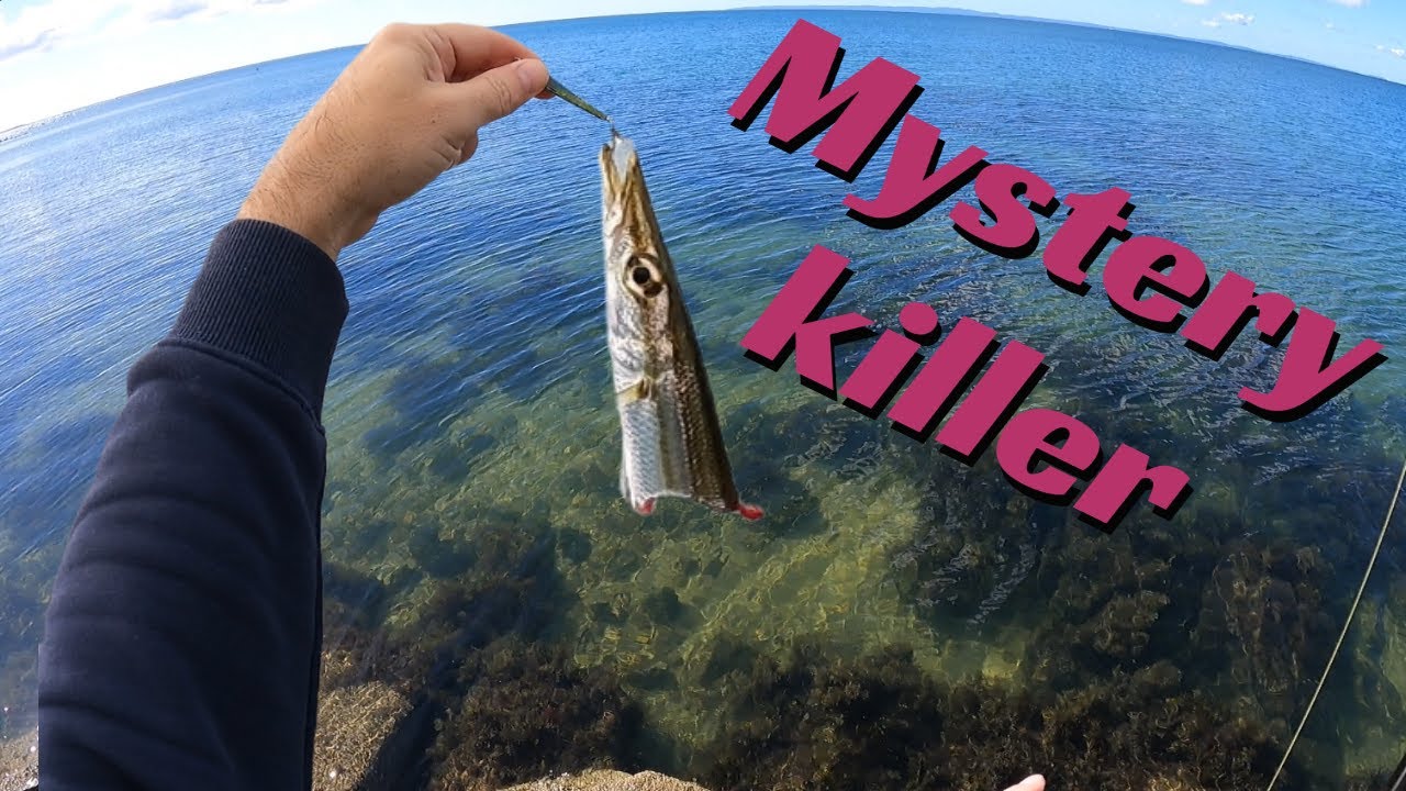 What Keeps Biting My Fish In Half - Moreton Bay