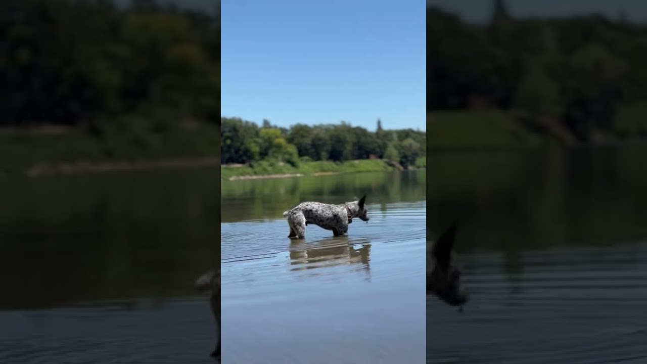 Smokey Gone Fishing(5 month old cattle dog)