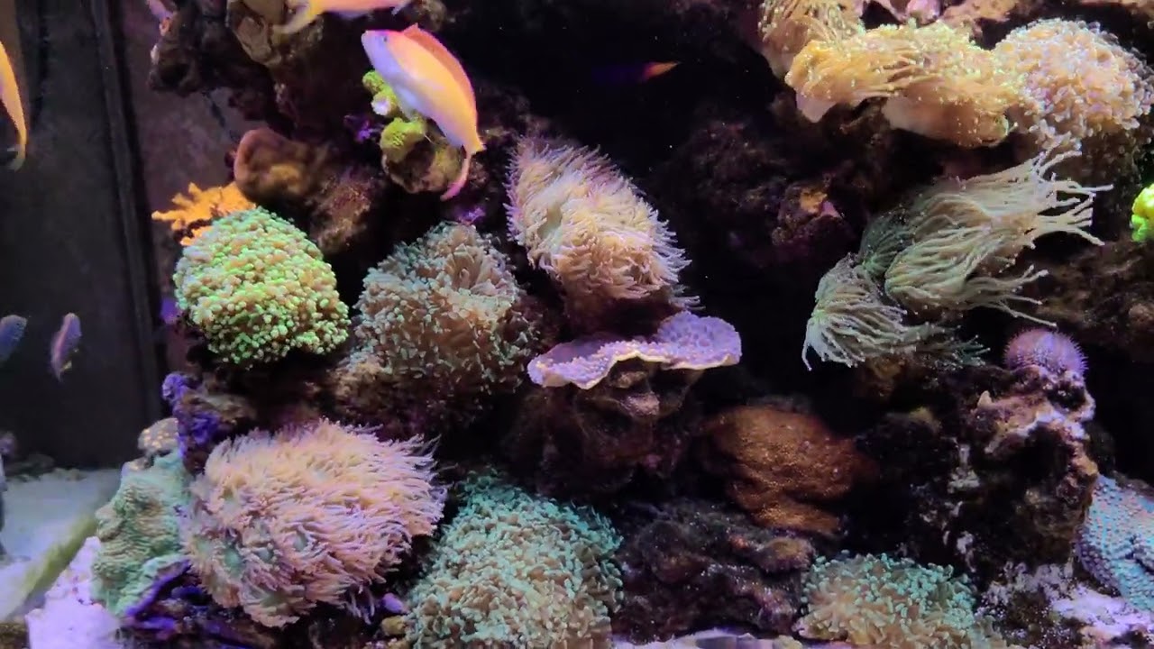 New Fish Update!  Leopard Wrasse group and Pair of Watchman Shrimp Gobies