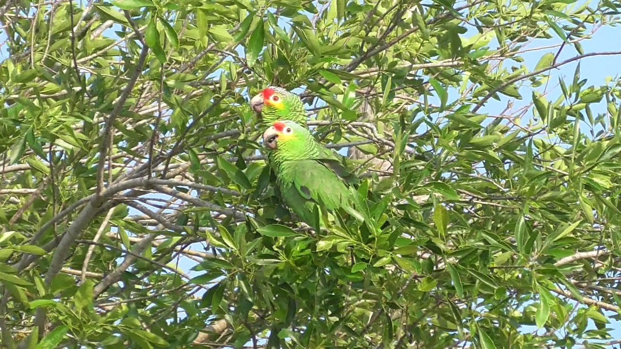 Red-lored Parrots vocalizing. Brownsville, Texas.