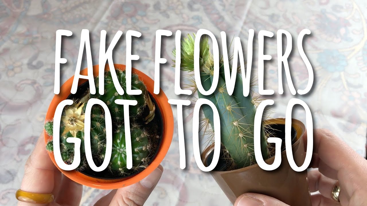 How to Remove Fake Flowers Glued to Cactus Plants