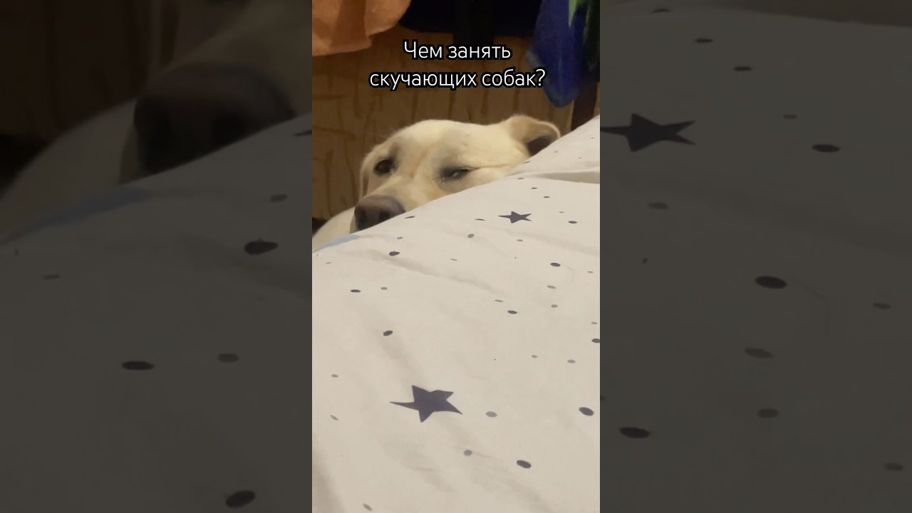 Главное, чтобы кольцо было большое и подвижное #labrador #husky #dogfamily