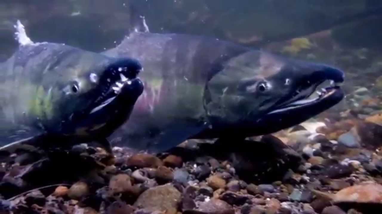 Spawning Salmon Fight