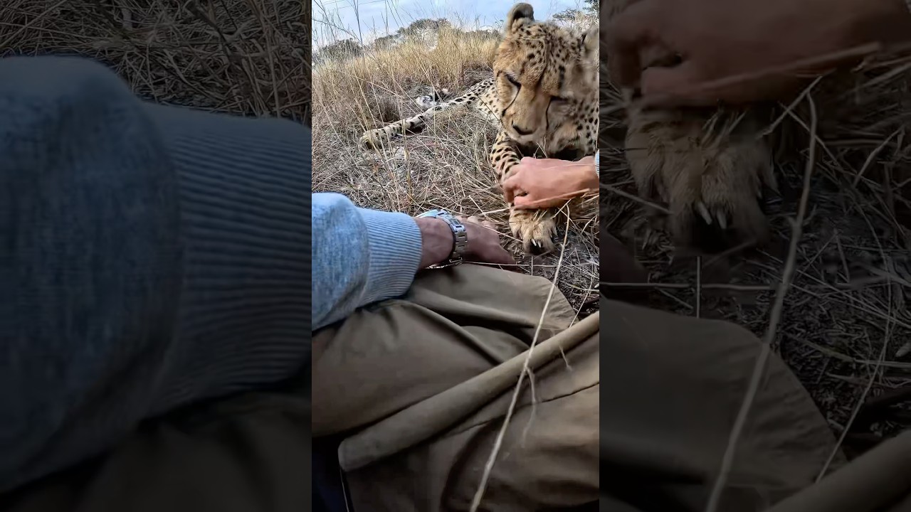 This cheetah&rsquo;s affection is truly unique ! 🐆 #wildlife #cheetah #animalconservation