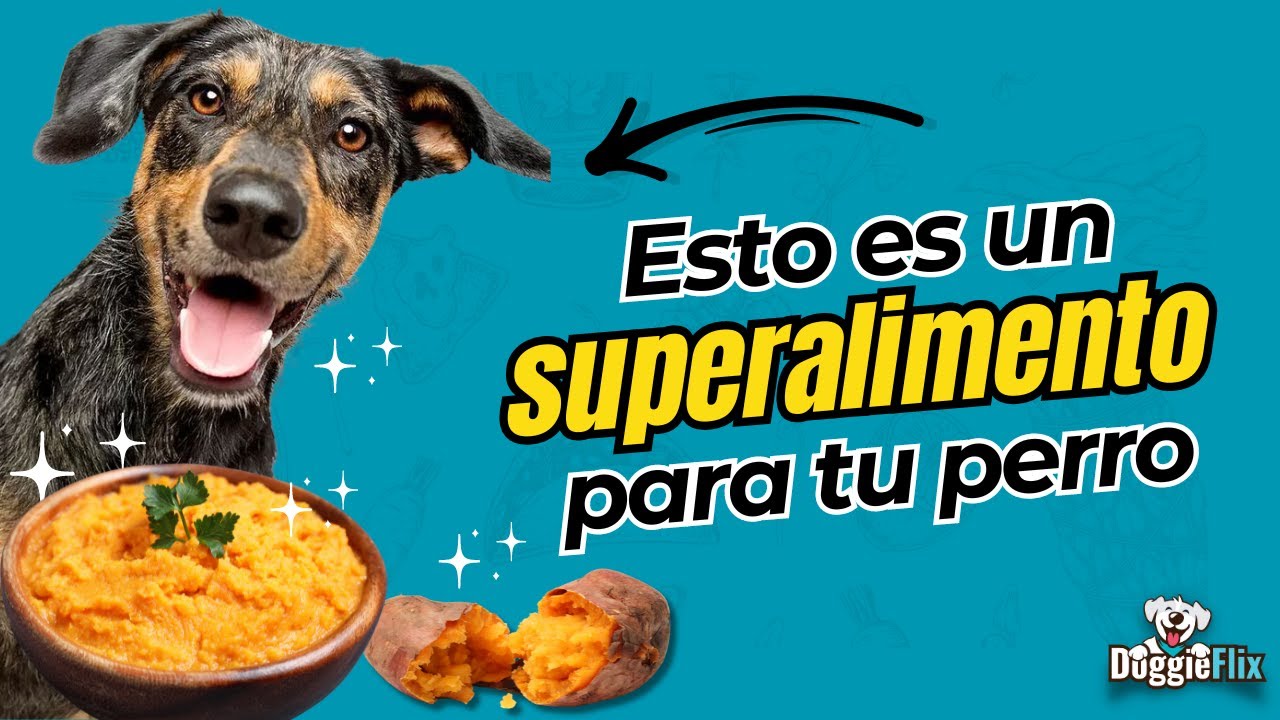 Descubre c&oacute;mo el camote puede beneficiar a tu perro