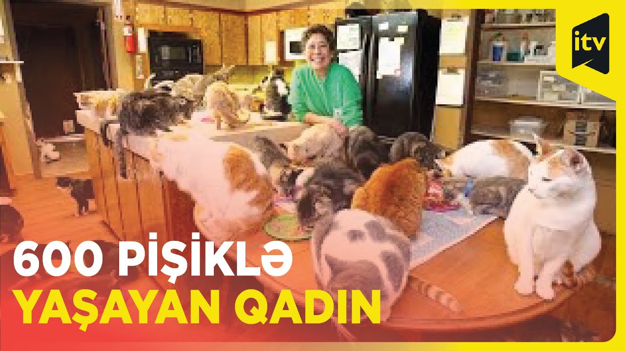 Kasıb olmasına rəğmən evində 600 pişik saxlayır, onları qidalandırır