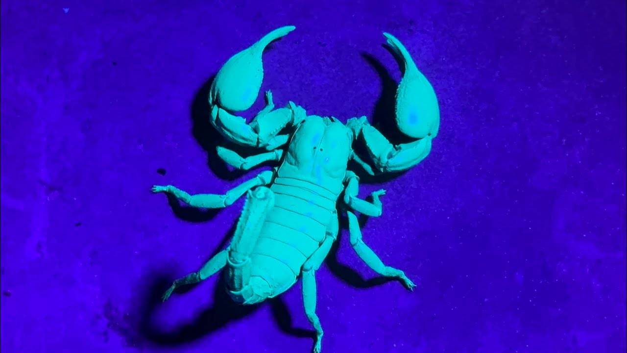 لوكس يكشف  العقارب ليلا مع جمال العمواسي