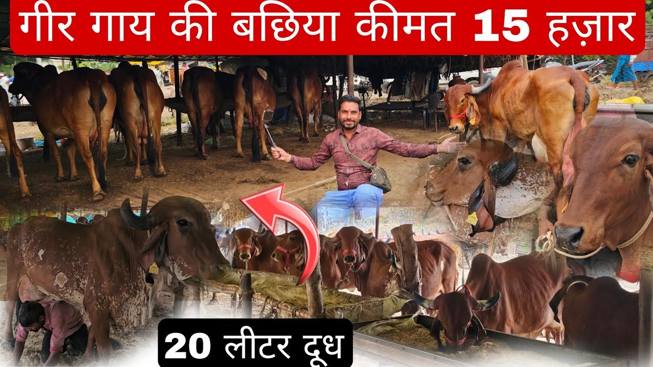 15 हजार प्योर गिर बछिया | 20 लीटर दूध देने वाली गिर गौ माता गुजरात की गाय यहां से खरीदें Jkdairyfarm