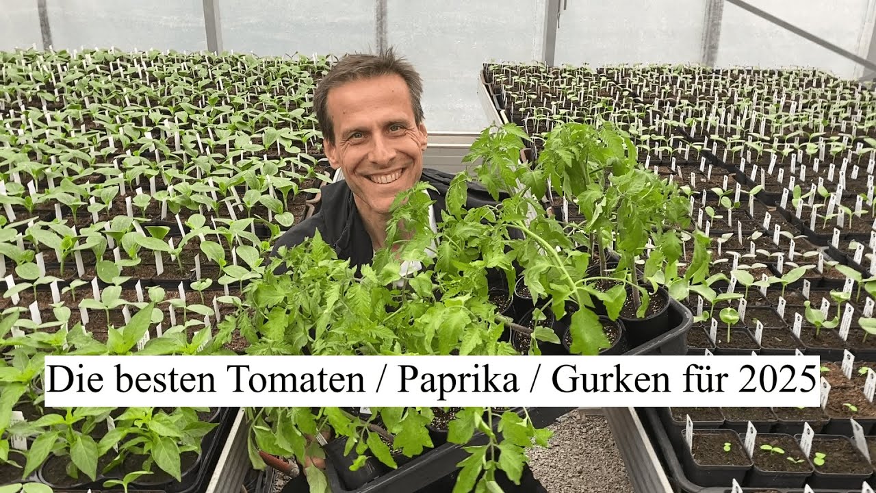 Die TOP 3 Tomaten, Gurken, Paprika/Chili Sorten für 2025 👑 Tipps für Ertrag, Geschmack & Besonderes