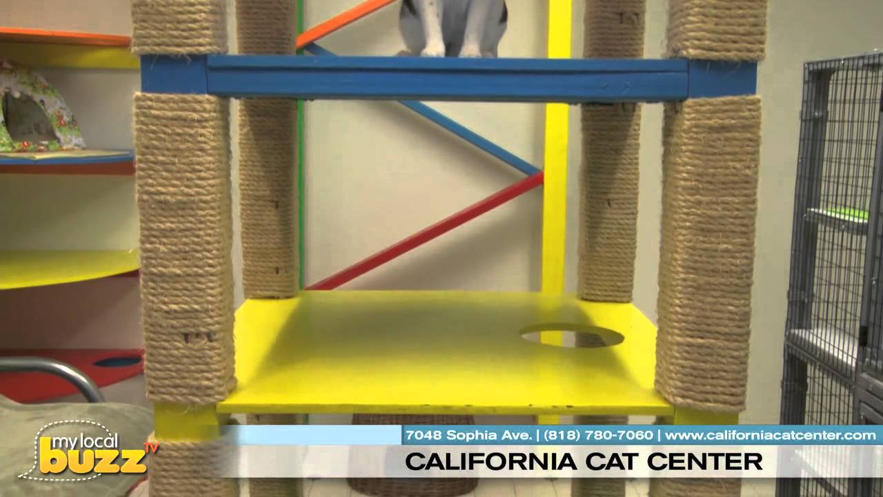 MyLocalBuzzTV- California Cat Center- Van Nuys