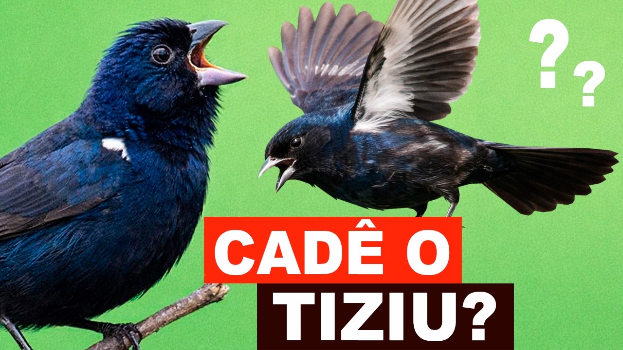 TIZIU: Ele sumiu? Porque o Tiziu pula? Como é o CANTO DO TIZIU? Curiosidades sobre o tiziu