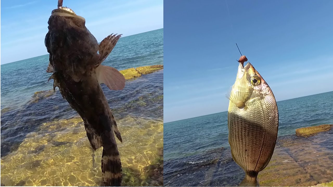 Морская рыбалка. Скорпена и ласкирь на дроп шот и отводной поводок.