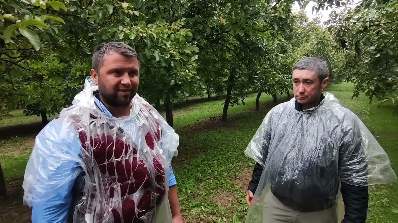 #горіхові сади#орех #горіх #грецкийорех#сад #орехи #урожай #чандлер #садоводство#workout #саджанці