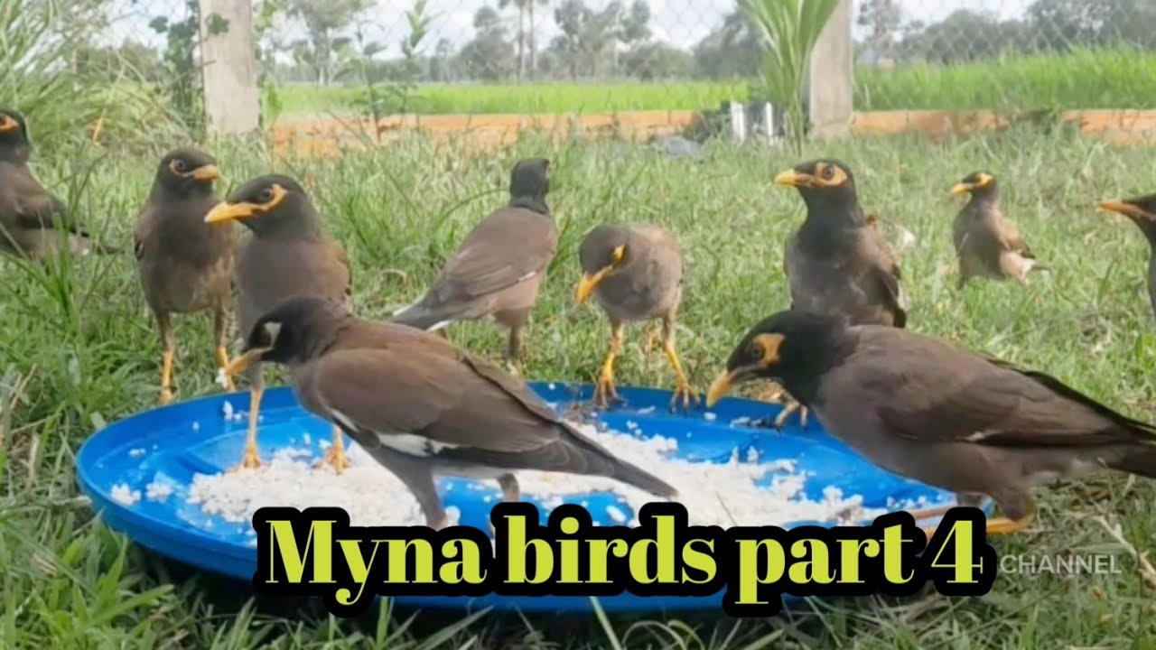 Myna birds part 4 | SAME CHANNEL