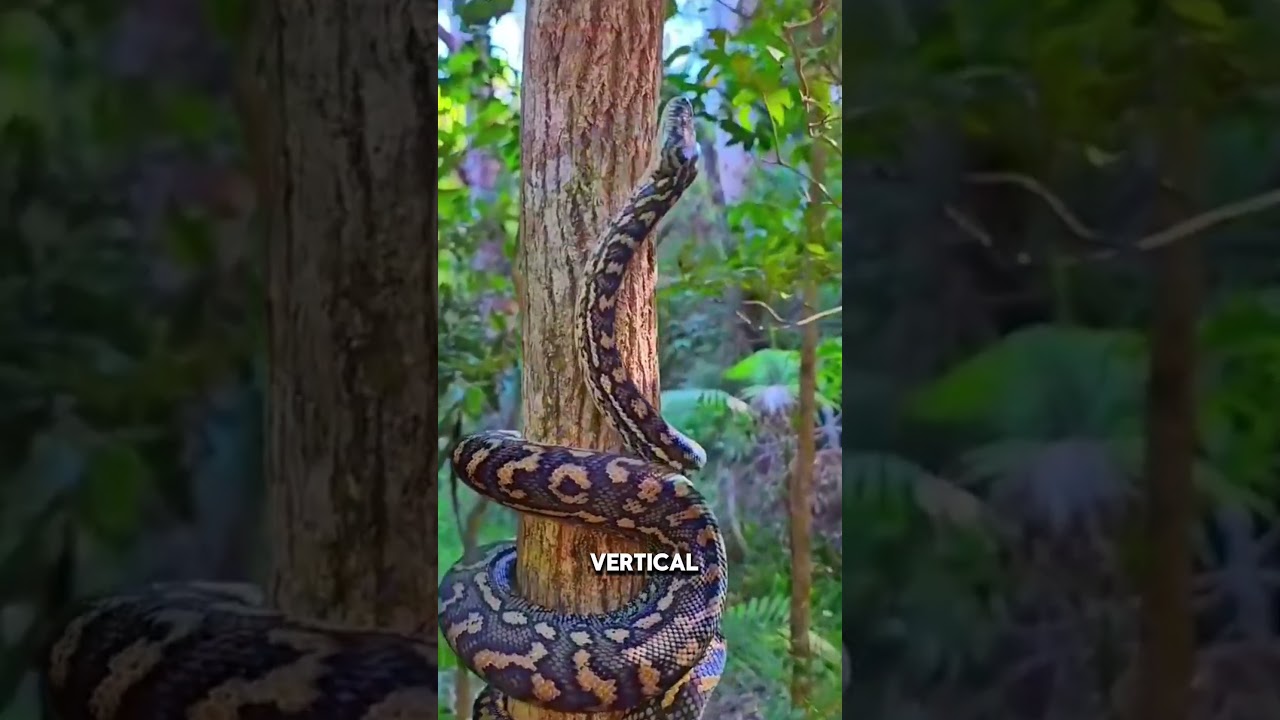 The remarkable ability of snakes to climb trees. #shortvideo #wildlife #snake