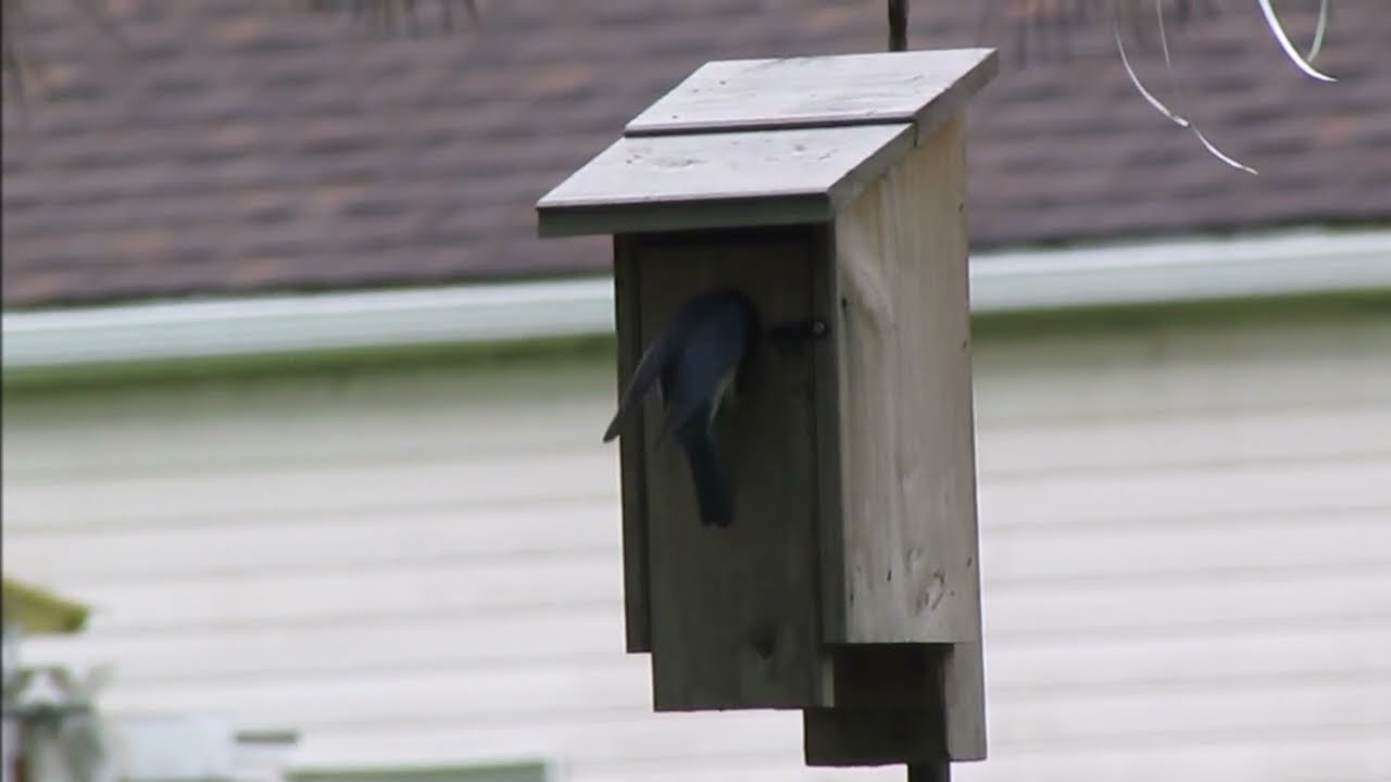 Bluebirds taking worms to their young