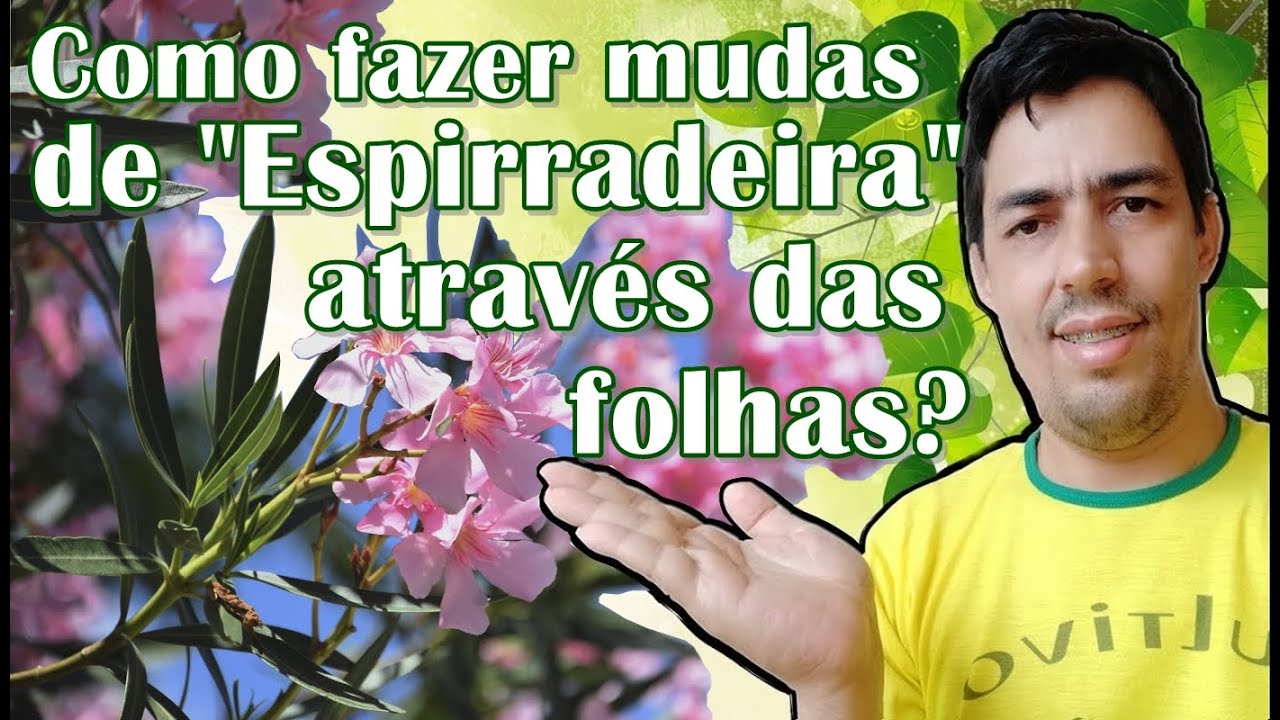 Como fazer mudas de Espirradeira através das folhas?
