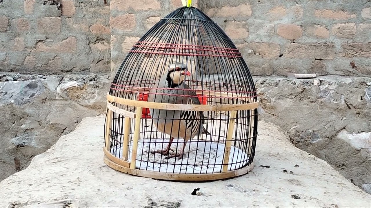 Partridge Chukar | Hunt | Female Chakor voice | Chakor Made Awaz | Chukar Birds