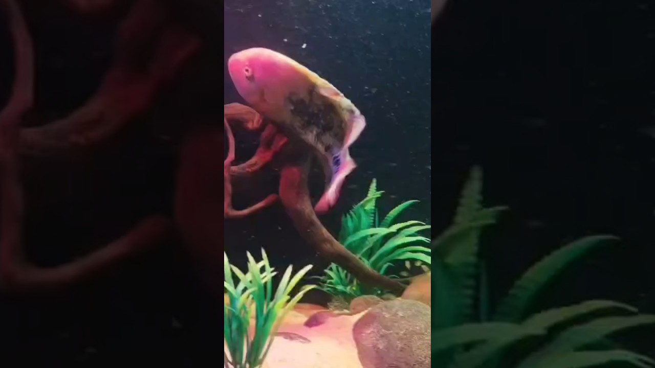 5 feet vieja aquarium setup external sump system 