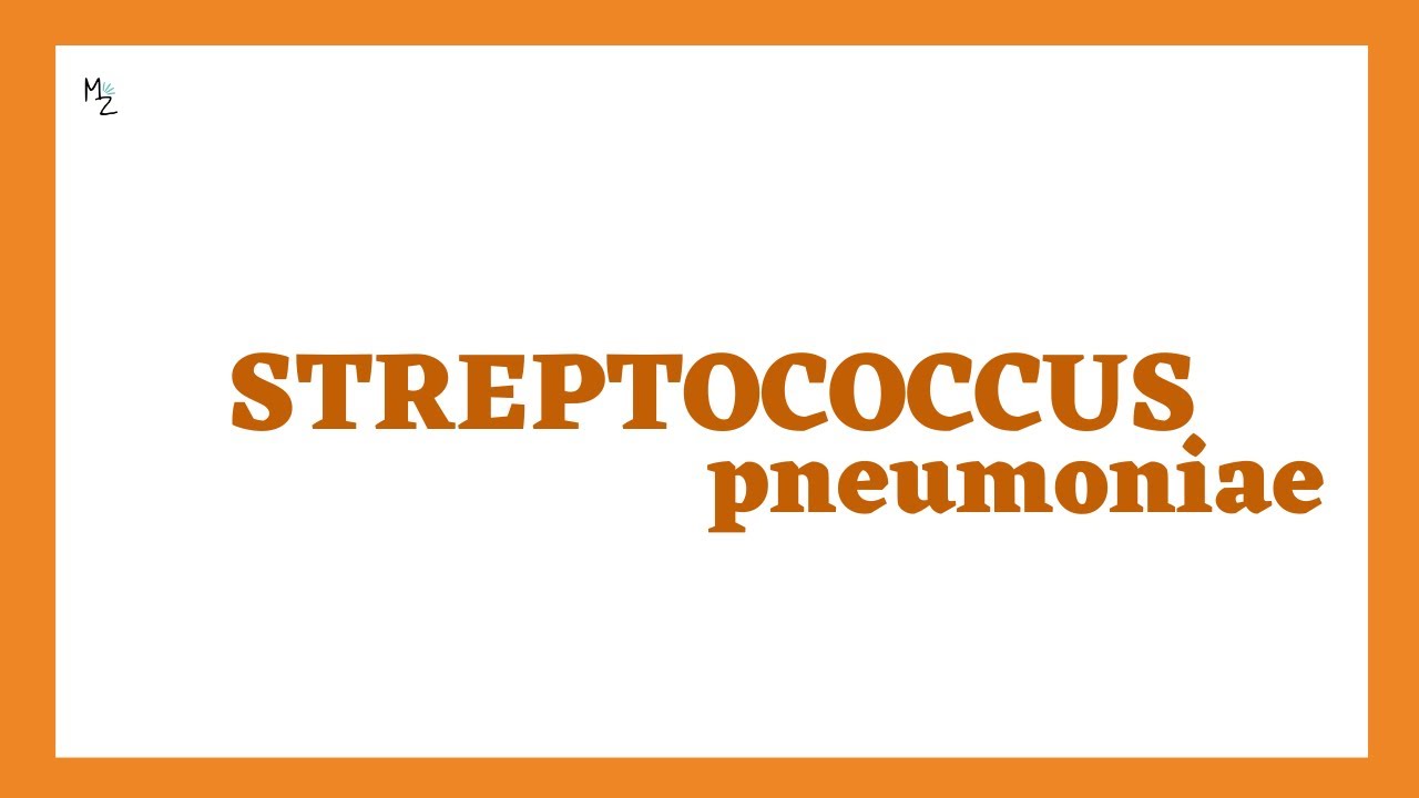 Подробная лекция о Streptococcus pneumoniae или пневмококке