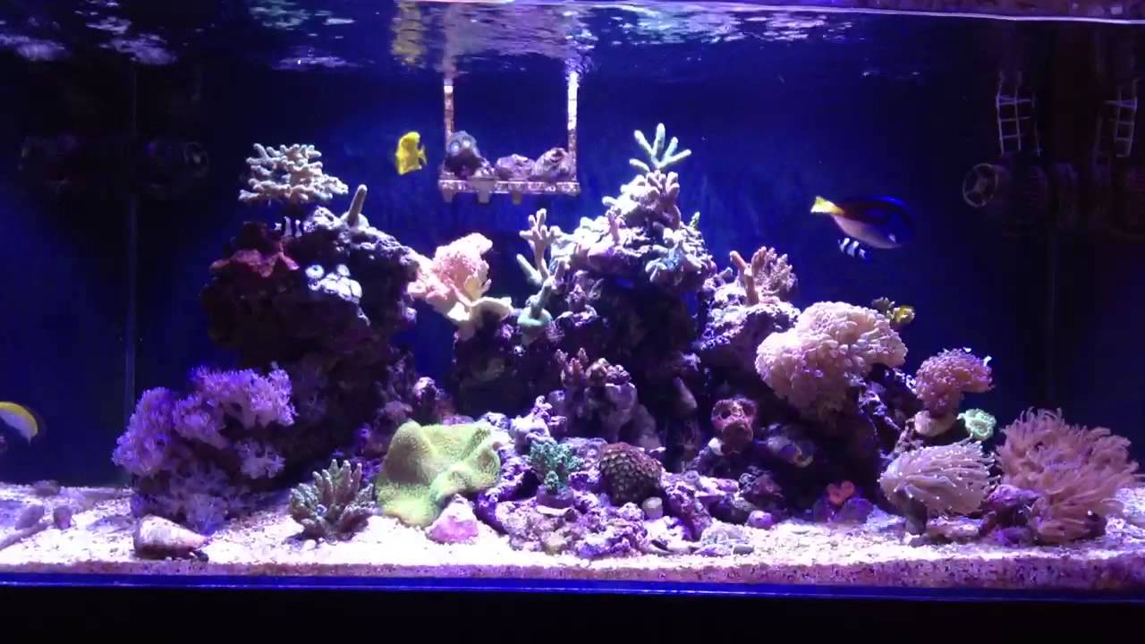 TMC Signature 900 Reef Tank