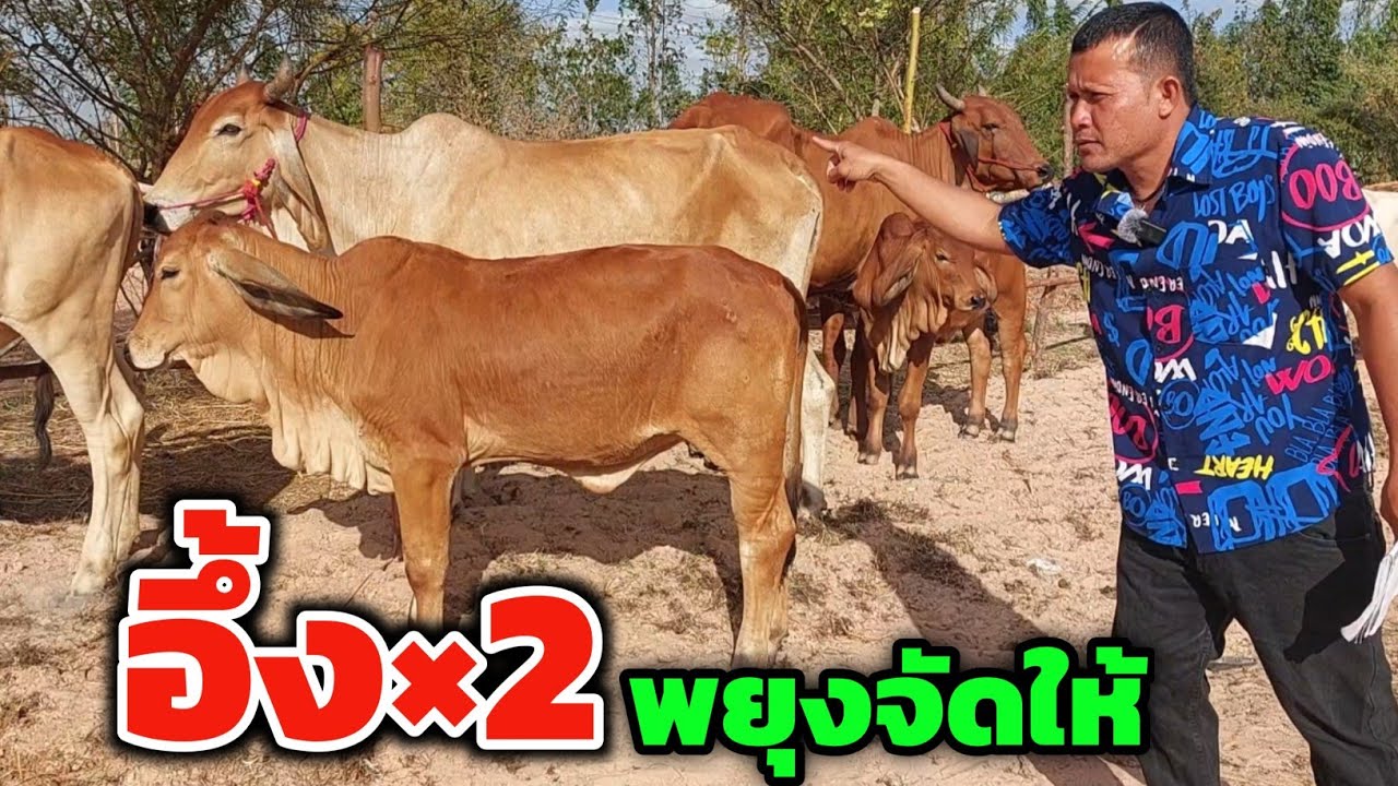 พยุงจัดโปร อึ้ง×2‼️ ถูกแค่ไหน? ดูเอาครับ ใครไม่ทันสั่งจองรอไว้ได้เลย | 11 ม.ค.68 | ตกใจราคาแน่ๆ
