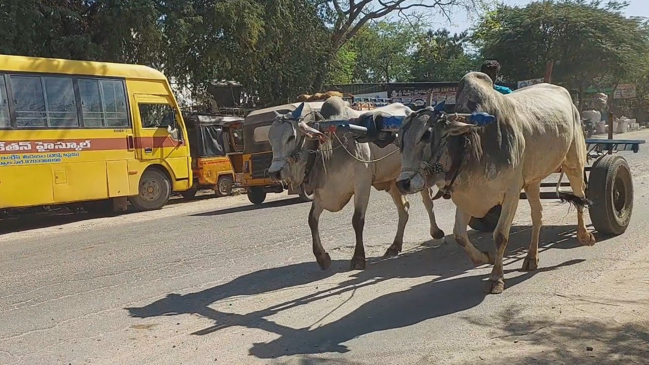 Bailpola Best videos2023 | Bullock cart race | Ox race | Bull race | PURNA FARMS AGRICULTURE