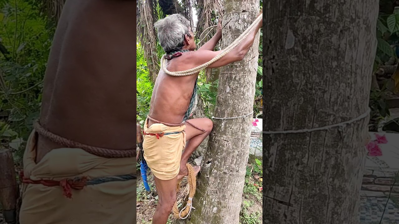 70 years old Man climbing Coconut tree#885 #sandhyasvillagelife #coconut #climbingtrees