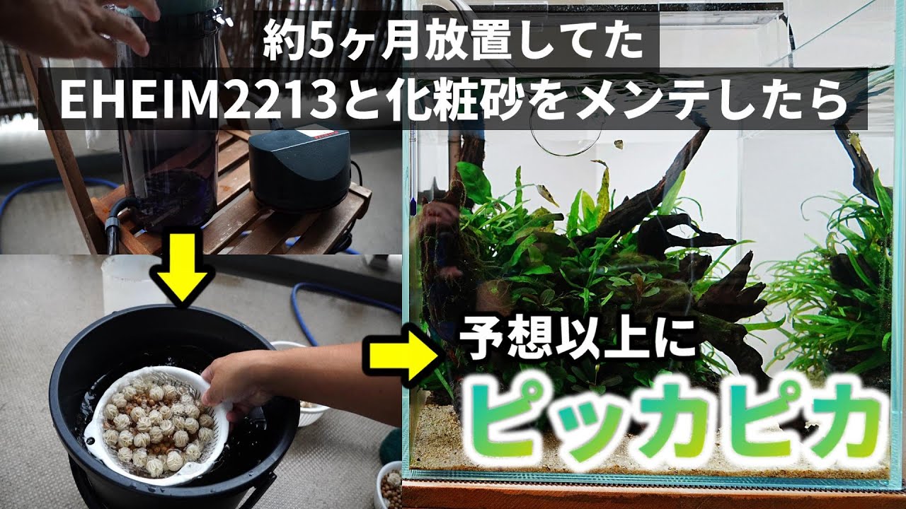 【150日放置】30cm陰性水草水槽のエーハイム2213をメンテナンスしてブラックホールも替えたらピッカピカになった #aquarium #外部式フィルター #ネイチャーアクアリウム #エーハイム