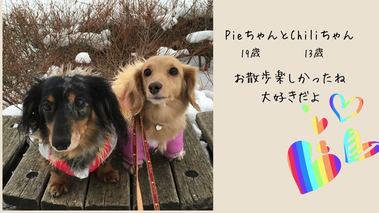 光のプレリュード～もう一度君の名を呼ぶ　　虹の橋を渡った愛犬たちへ音の手紙