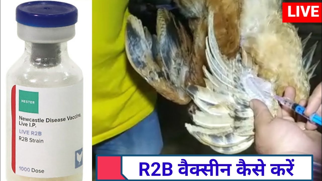 R2B vaccine murgi।।r2b vaccine for poultry।।r2b vaccine hindi।।poultry vaccine in hindi।।Desi murgi