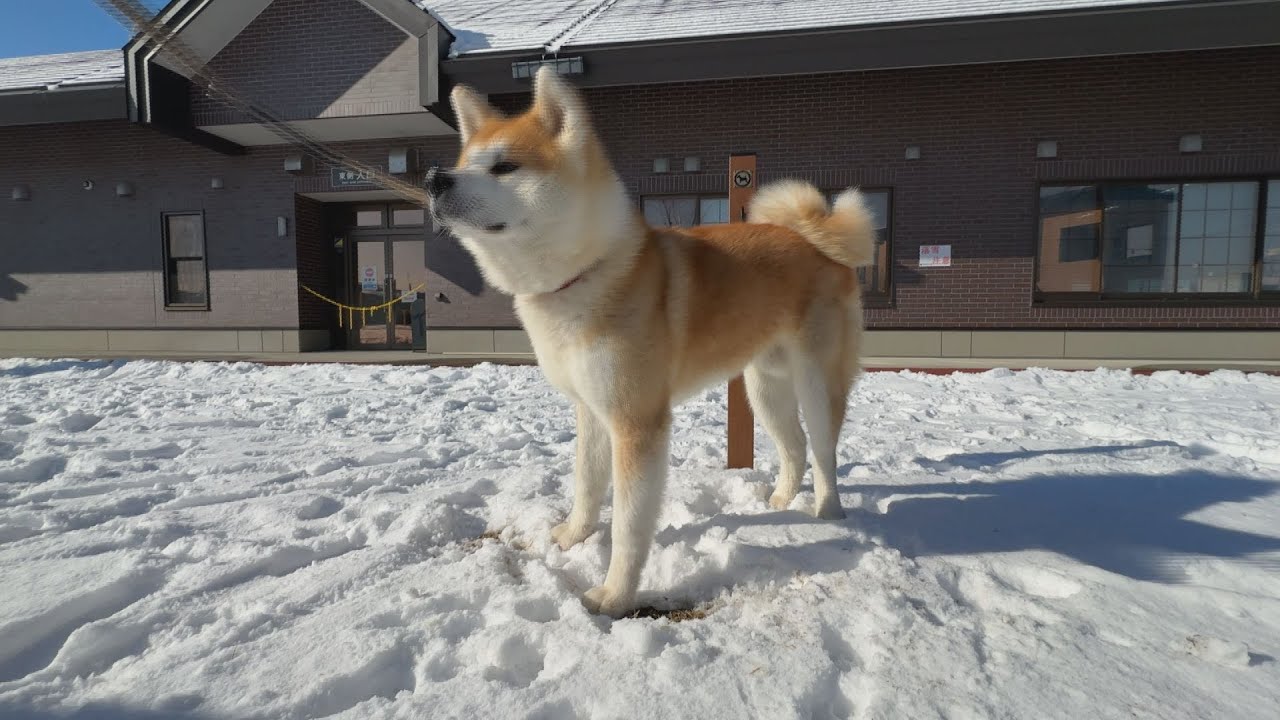 秋田犬陸奥くん　冬のお散歩