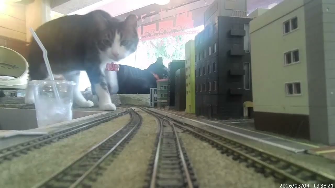 Cute Rescue Cats Playing on a Miniature Train Diorama in Japan 🐱🚆 | Diorama Shokudo Osaka