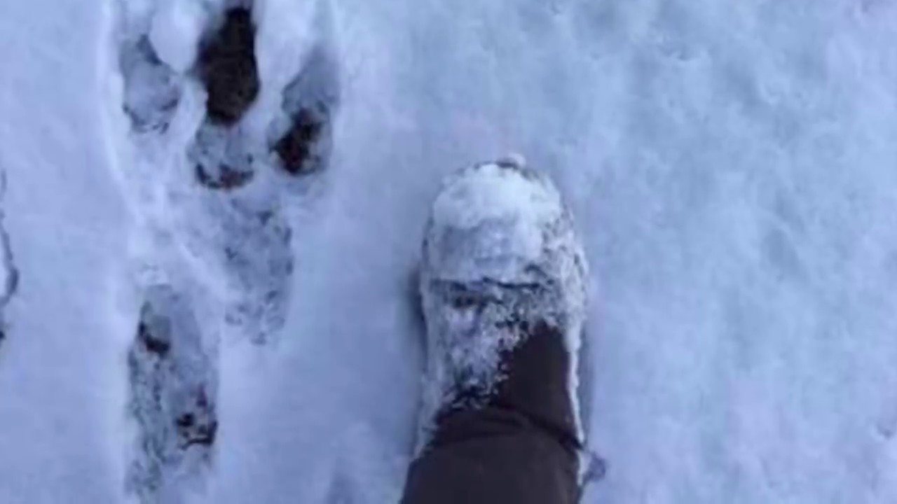 Dogman and Yowie Tracks