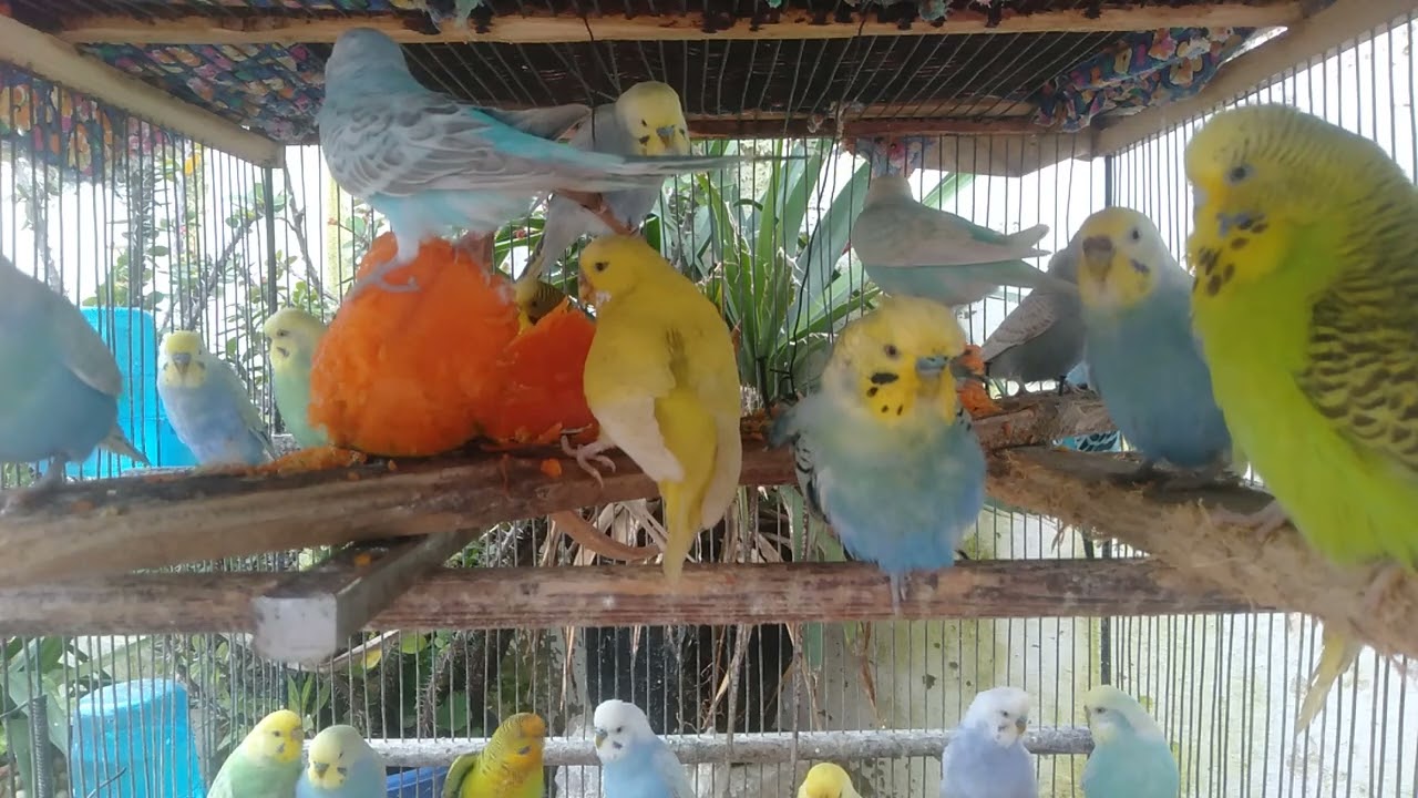 Premium Bird Living Space with Natural Elegance