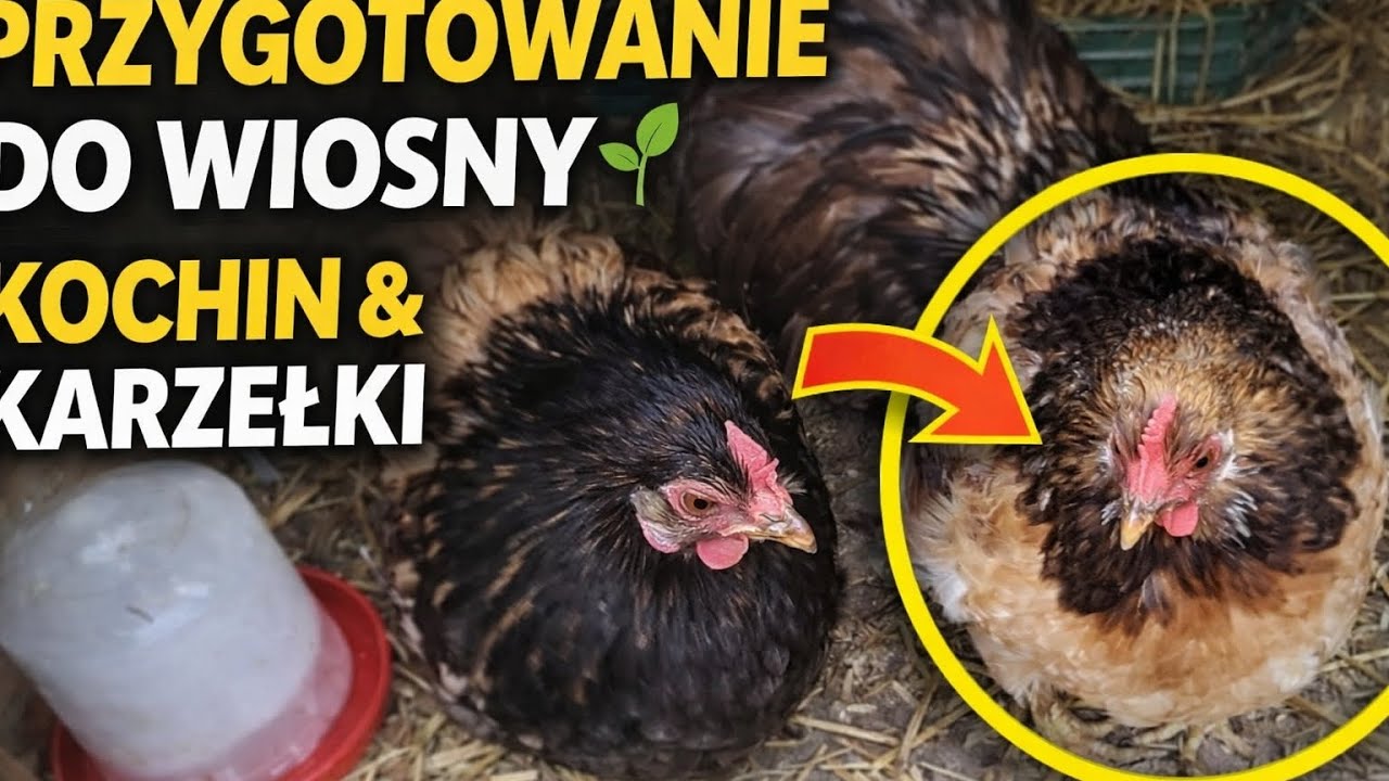 PRZYGOTOWANIE DO WIOSNY 🌱KOCHIN & KARZEŁKI  