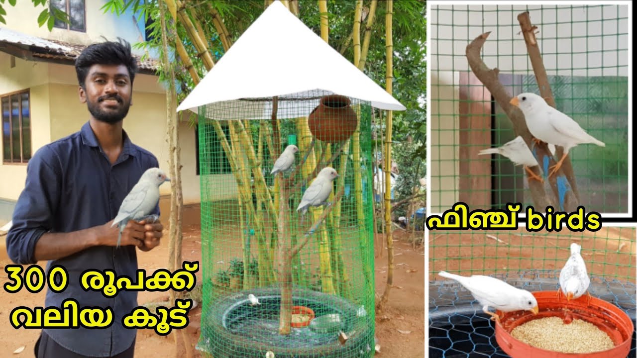 ഫിഞ്ച് കുരുവികളെ വാങ്ങി|Tyre Cage making|Low coast simple bird cage making|Diy