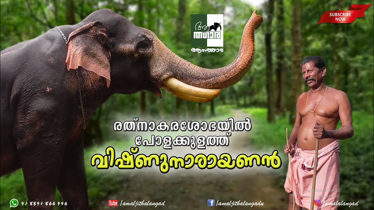 Kerala Elephant | Polakkulath Vishnunarayanan |  പോളക്കുളത്ത് വിഷ്ണുനാരായണൻ | aanatthaara | ആനത്താര