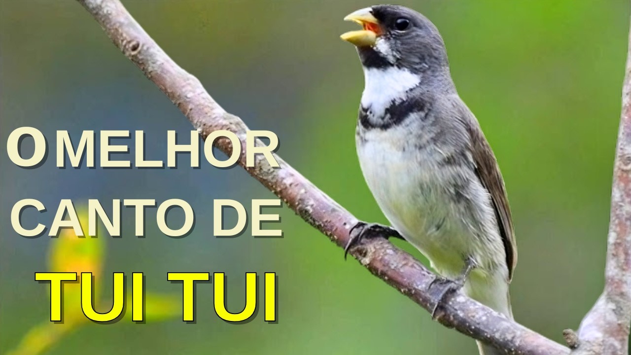 O MELHOR CANTO DE COLEIRO TUI TUI ZEL ZEL POR 10 HORAS