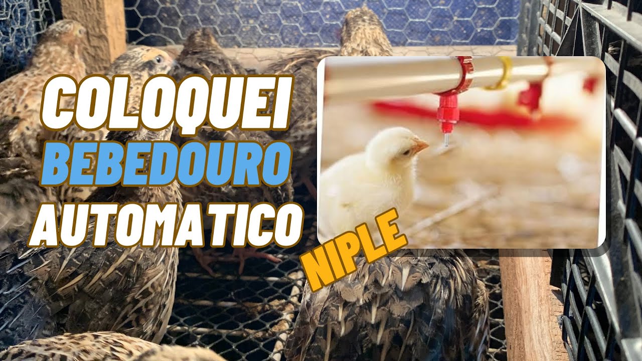 Bebedouro automático no criatório + atualizações #codornas #fyp #aves