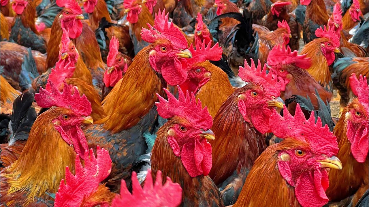 Raising Broiler Chickens on a Dime : Budget-Friendly Tips & Tricks - Poultry farming