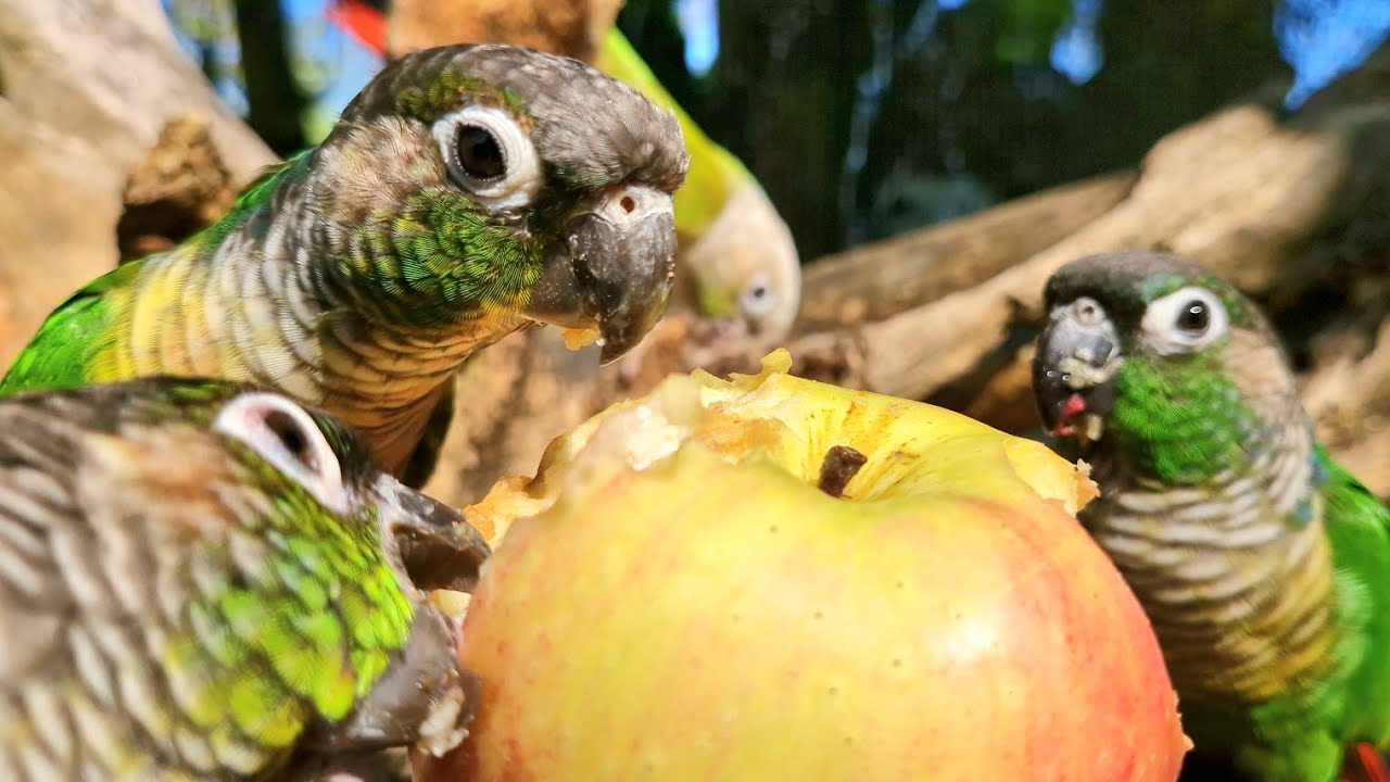 Relaxation video for parrots, My parrot is eating an apple; it looks happy,Green cheek conure sound.