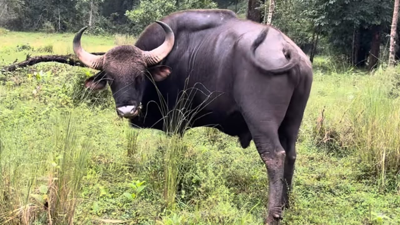 Wild Bison | Monitor Lizatd | Bhadra Wildlife Sanctuary | Chickmagalur | Deer | Forest